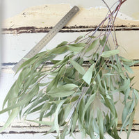 Naturally Dried Gum / Eucalyptus - natural green