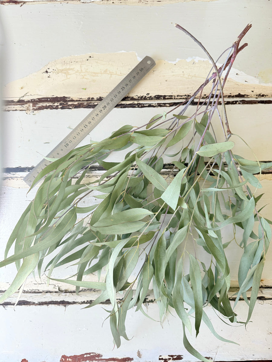 Naturally Dried Gum / Eucalyptus - natural green