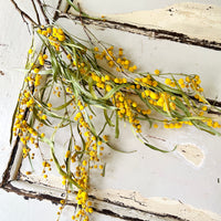 Dried Wattle / Mimosa / Acacia Flowers - Australian Native