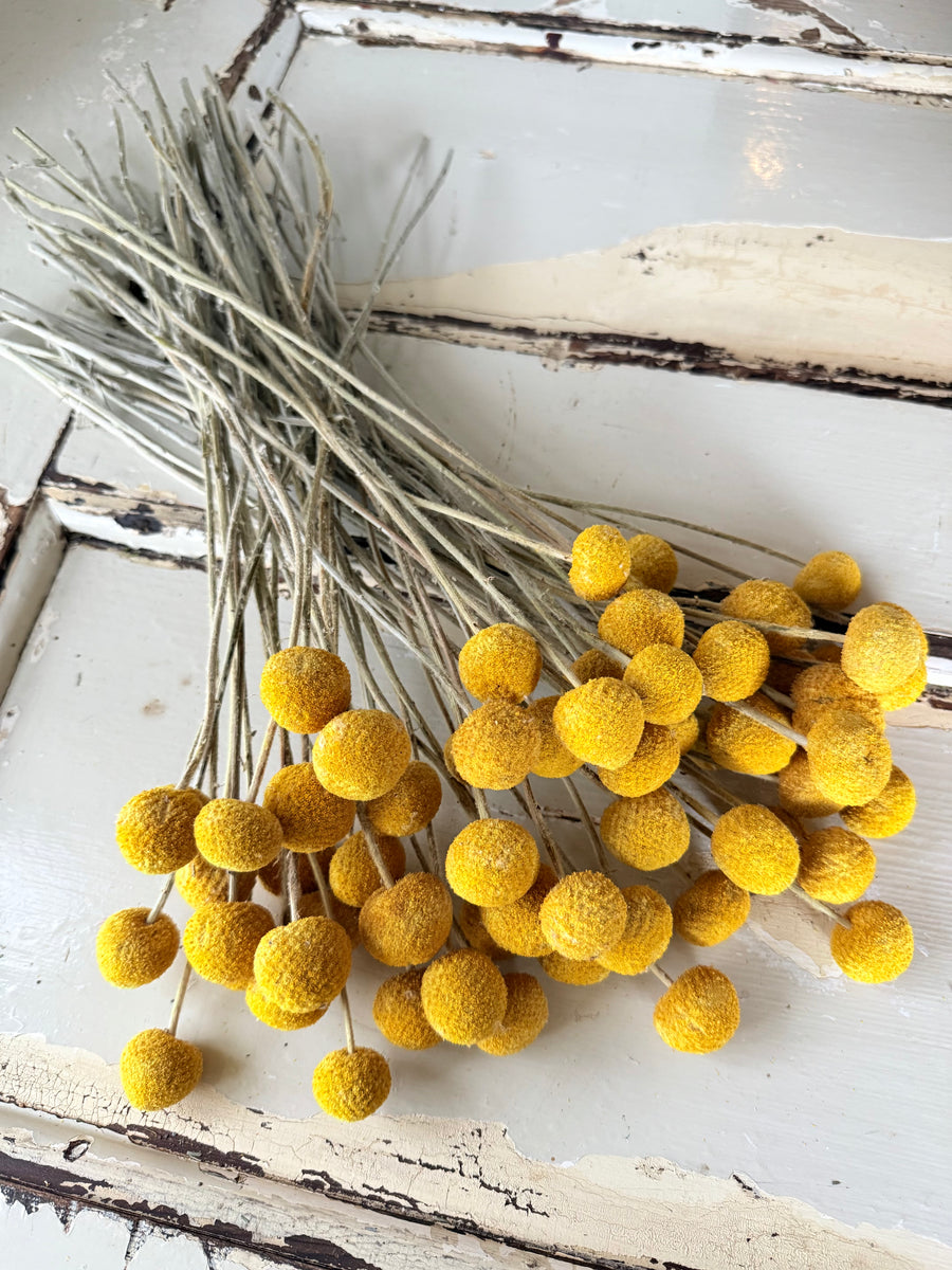 Everlasting Naturally Dried Billy Button Bouquet
