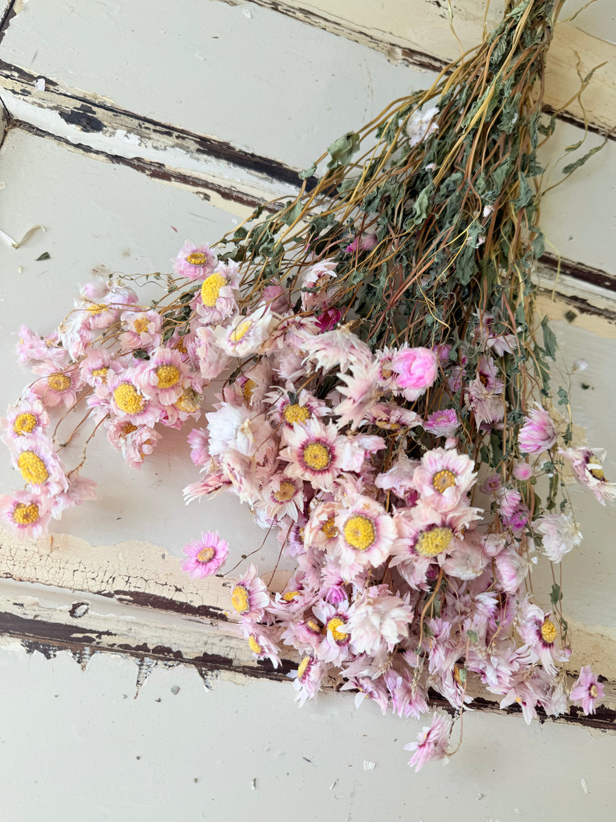 Naturally Dried Rhodanthe Everlasting Daisy