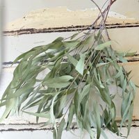 Naturally Dried Gum / Eucalyptus - natural green