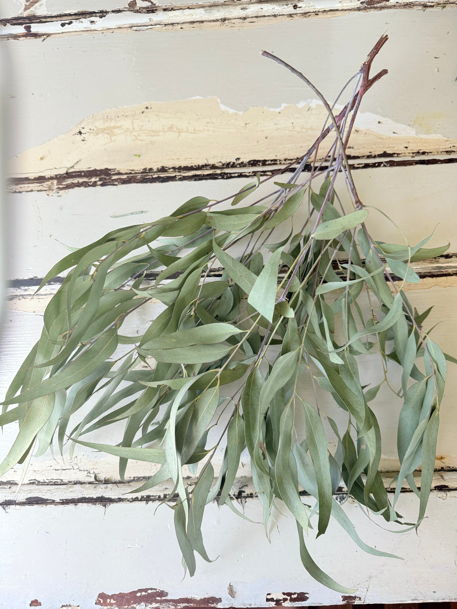 Naturally Dried Gum / Eucalyptus - natural green