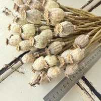 Dried Poppy Pods / Papaver - natural brown