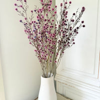 Dried Stirlingia with pods