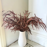 Preserved Eucalyptus / Gum