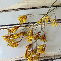 Preserved / Naturally Dried Kangaroo Paw