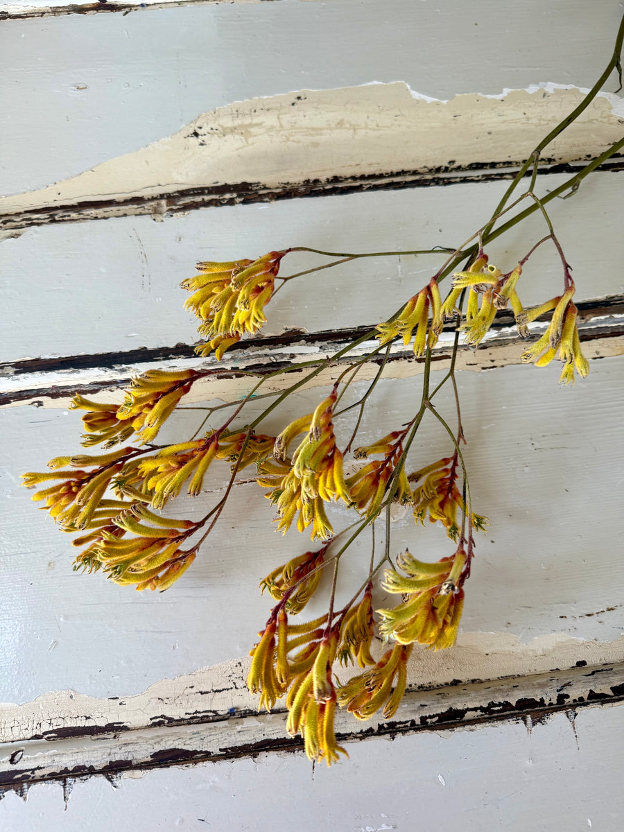 Preserved / Naturally Dried Kangaroo Paw