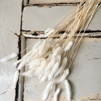 Dried Bunny Tail / Lagurus Ovatus