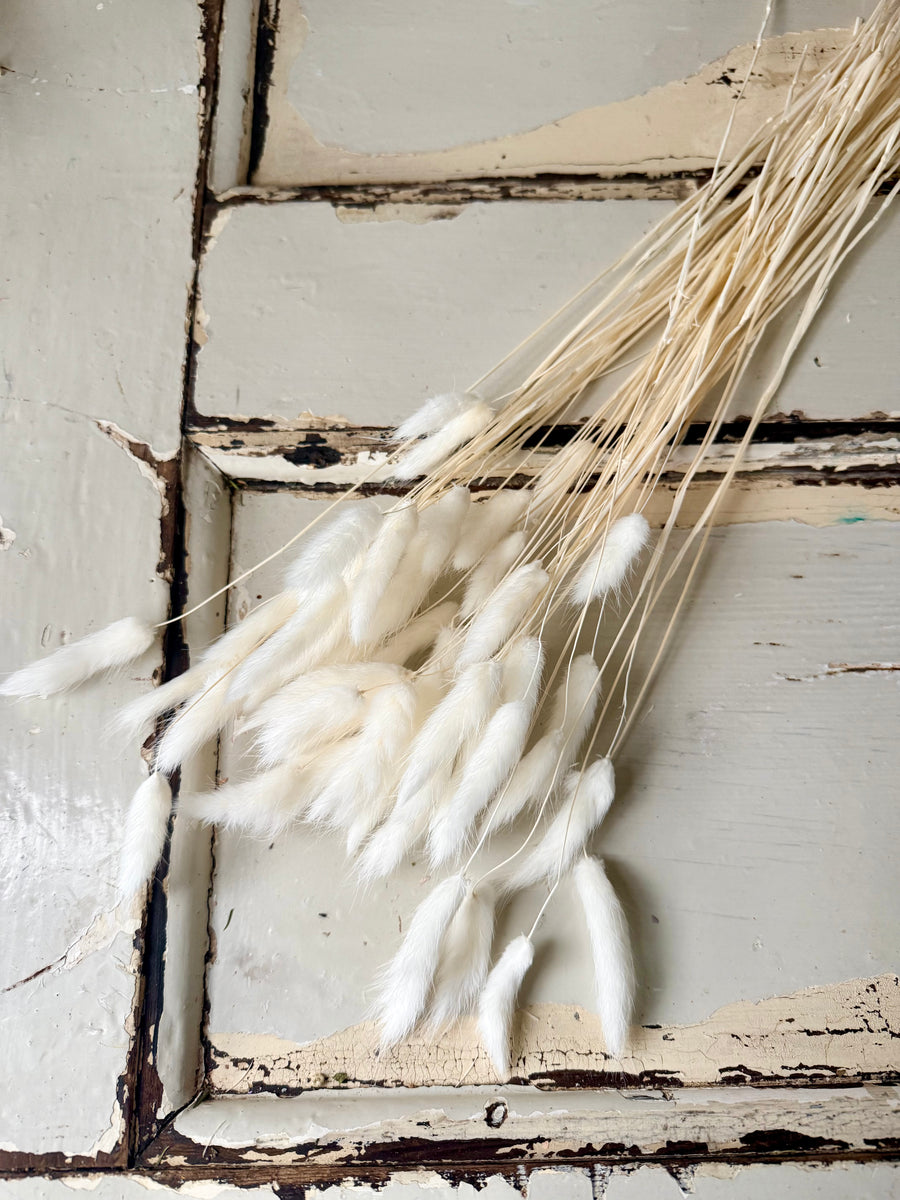 Dried Bunny Tail / Lagurus Ovatus