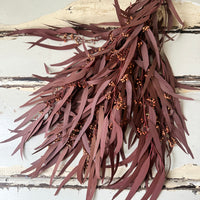 Preserved Eucalyptus / Gum