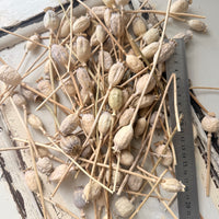 Dried Poppy Pods / Papaver - natural brown