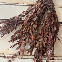 Preserved Eucalyptus / Gum