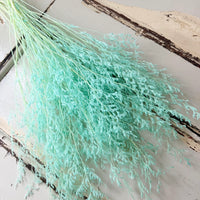 Soft / Vivid Hue Preserved Limonium | Misty | Sea Lavender