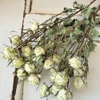 Dried Spray Mini Rose