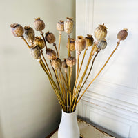 Dried Poppy Pods / Papaver