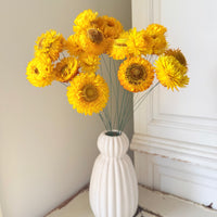 Dried Strawflower Daisy flower bunch - Helichrysum / Everlasting / Paper Daisy - stems / heads - Australian Native