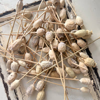 Dried Poppy Pods / Papaver - natural brown