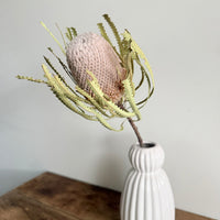 Dried Banksia & King Protea & Protea - Australian Native