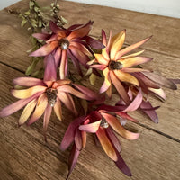 Naturally Dried Leucadendron - Australian Native