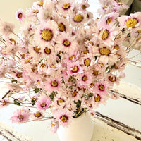 天然干燥的 Rhodanthe 永生雏菊花束