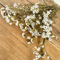 Naturally Dried Ixodia Mini Daisy / Mountain Daisy - White