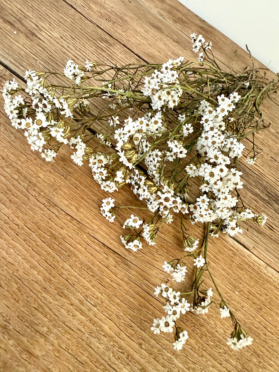 Naturally Dried Ixodia Mini Daisy / Mountain Daisy - White