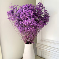 Preserved Baby's Breath