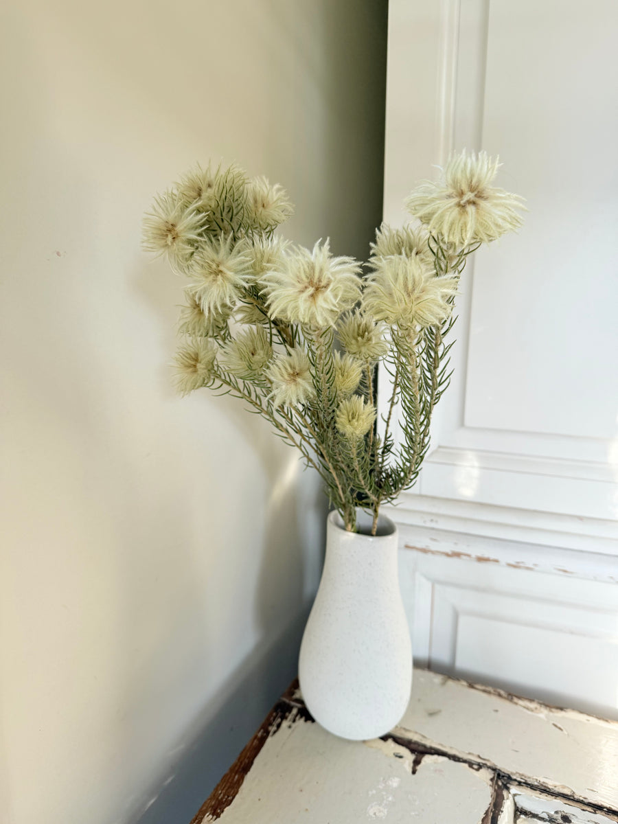 Naturally Dried Philyca Flowers - natural green beige