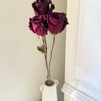 Dried Rose