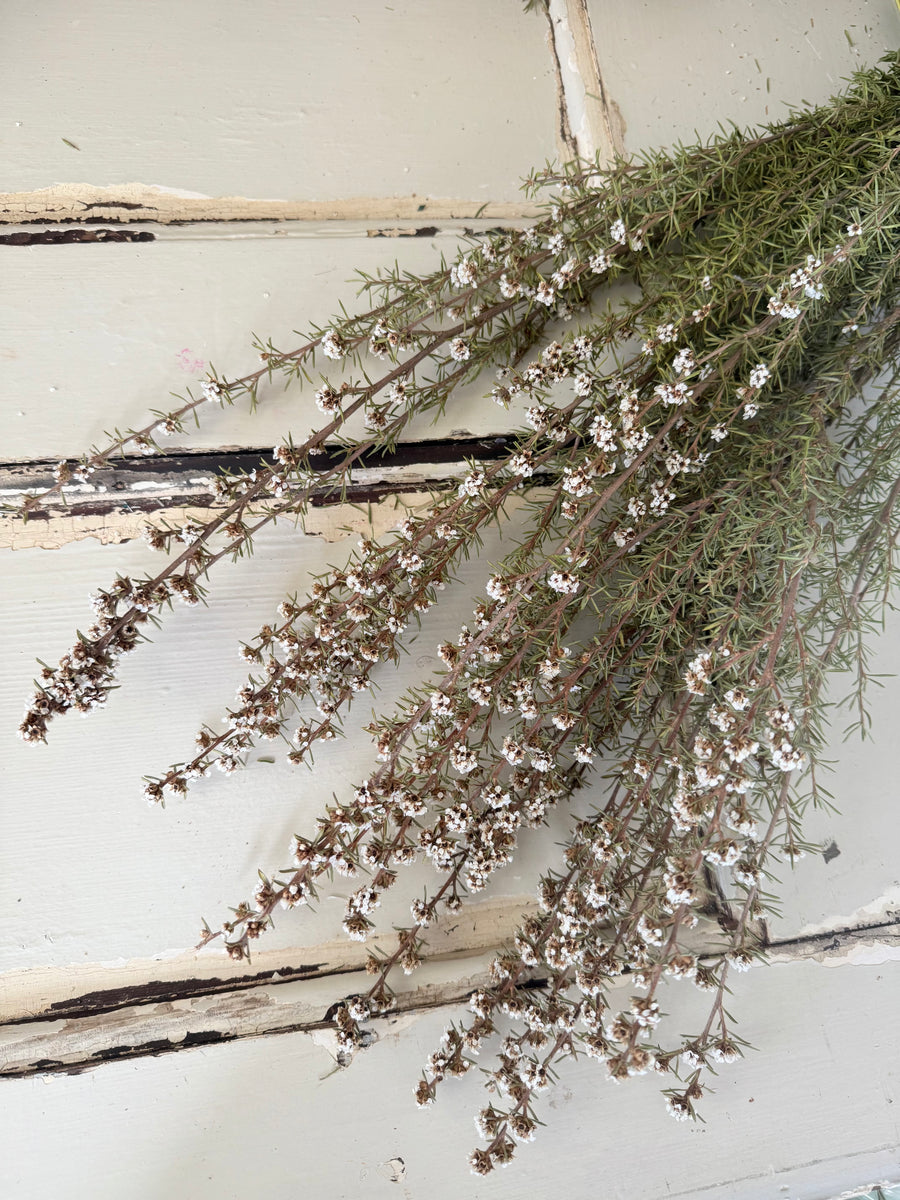 Naturally Dried Ti Tree / Tea Tree -  green white