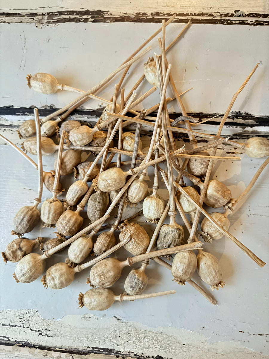 Naturally Dried Poppy Pods* / Papaver - natural brown