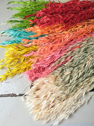Naturally Dried / Coloured Oat / Avena