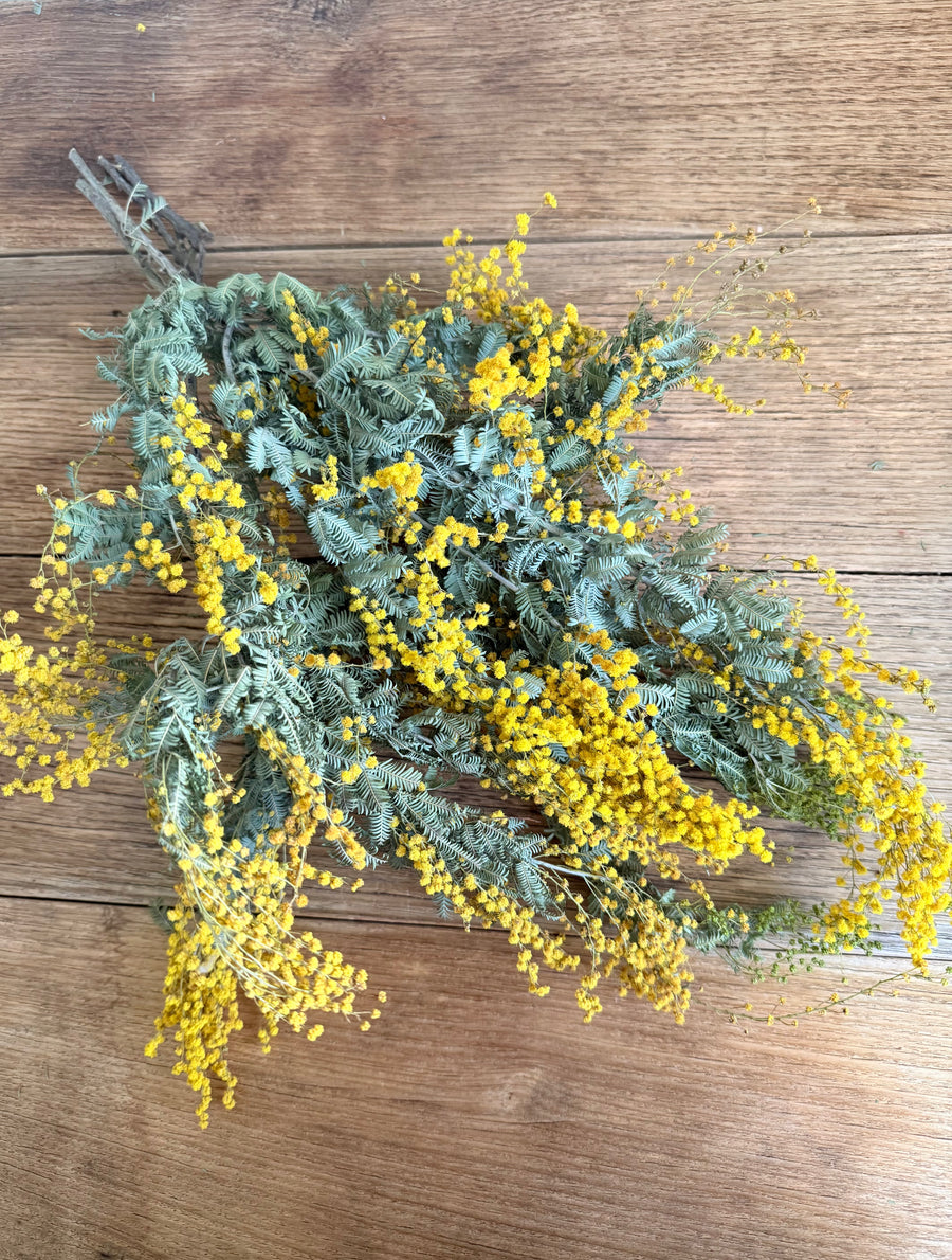 天然干燥金合欢花/含羞草花/金合欢花 - 澳大利亚本土 - 天然黄色
