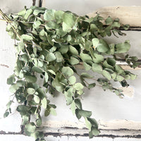 Naturally Dried Gum / Eucalyptus - natural green