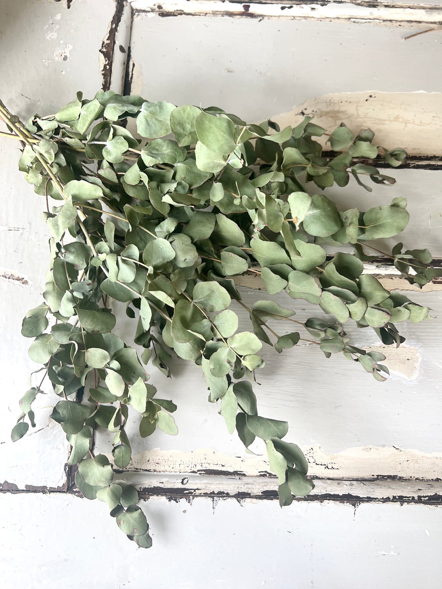 Naturally Dried Gum / Eucalyptus - natural green