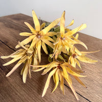 Dried Leucadendron - Australian Native