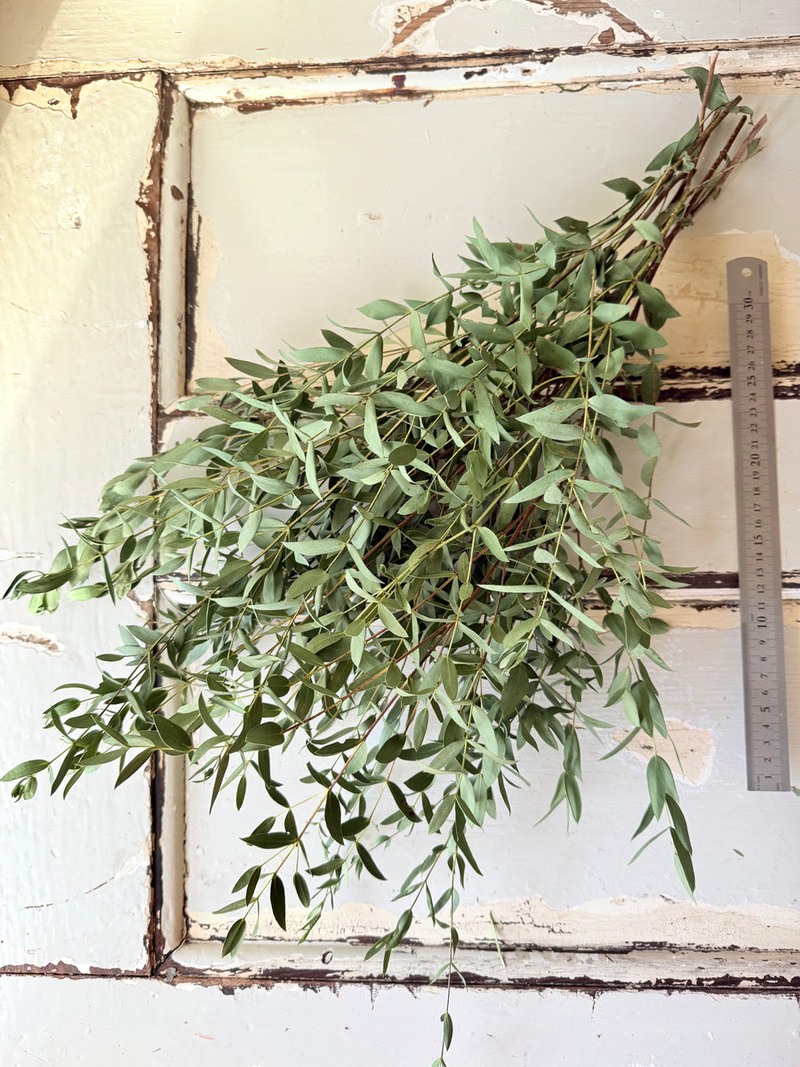 天然干燥树胶/桉树 - 天然绿色