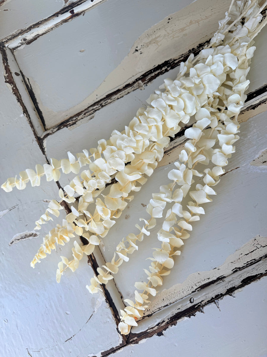 浅色保存的桉树 | 桉树胶 | 淡蓝色