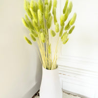 Dried Bunny Tail / Lagurus Ovatus