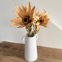 Dried Leucadendron - Australian Native