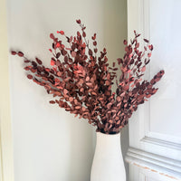Preserved Eucalyptus / Gum