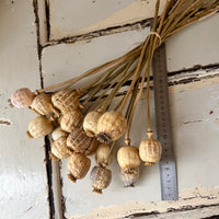 Dried Poppy Pods / Papaver - natural brown