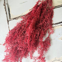 直销店 &amp; 样品 [花茎 / 绿叶]