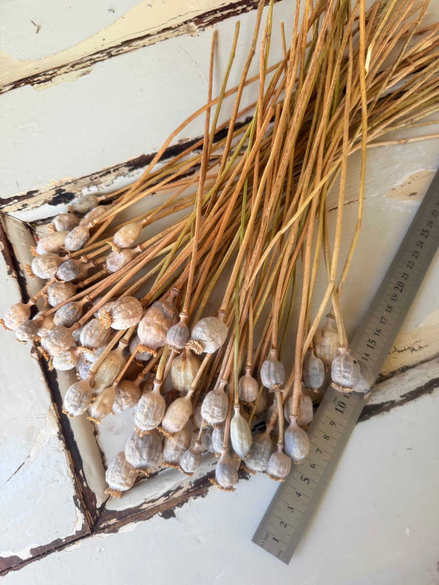 Naturally Dried Poppy Pods* / Papaver - natural brown