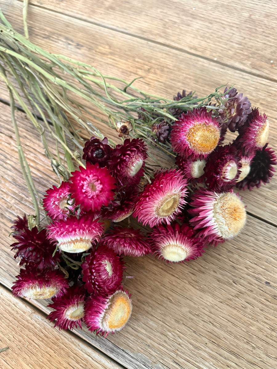 Naturally Dried Helichrysum - Everlasting / Paper Daisy / Strawflower - stems / heads