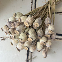 Dried Poppy Pods / Papaver - natural brown