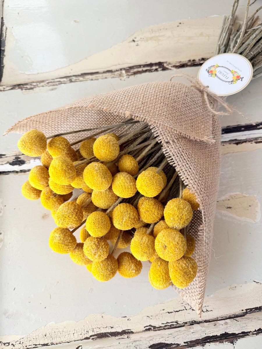 Everlasting Naturally Dried Billy Button Bouquet