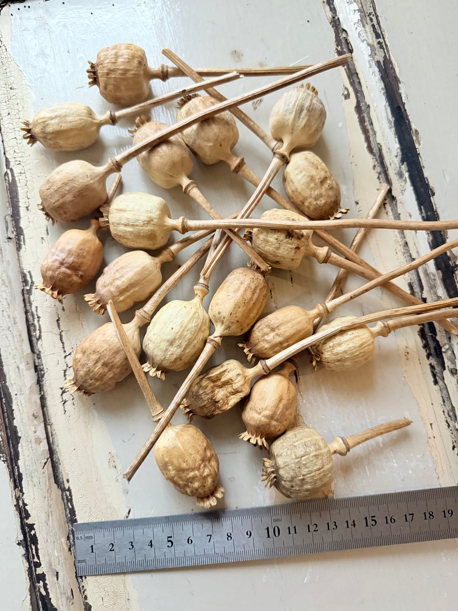 Naturally Dried Poppy Pods* / Papaver - natural brown