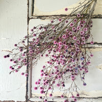 Dried Stirlingia with pods